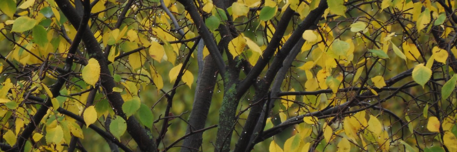 vidserg's profile banner image