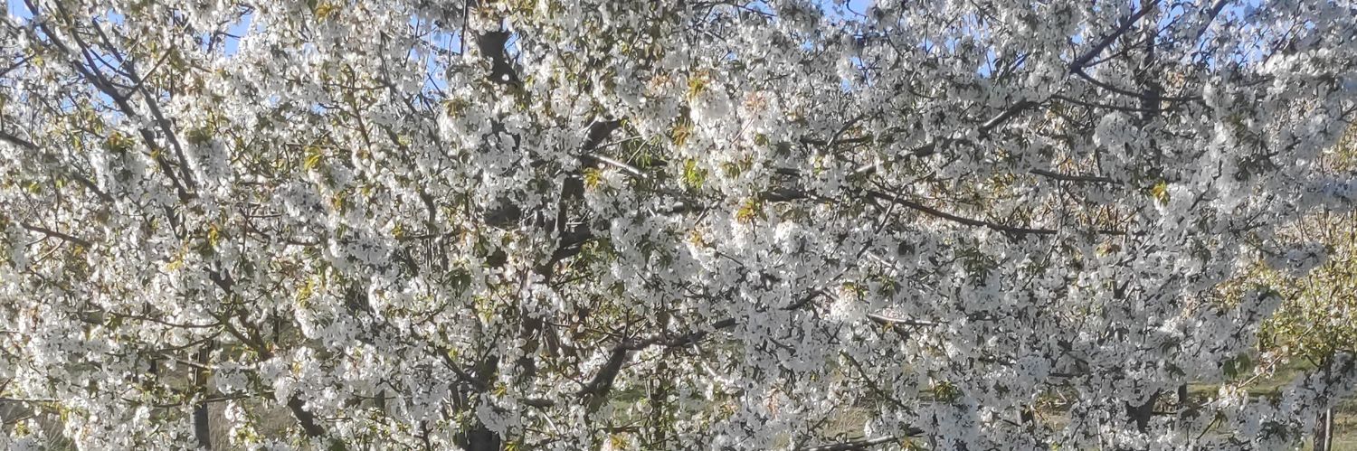 LlJALL's profile banner image