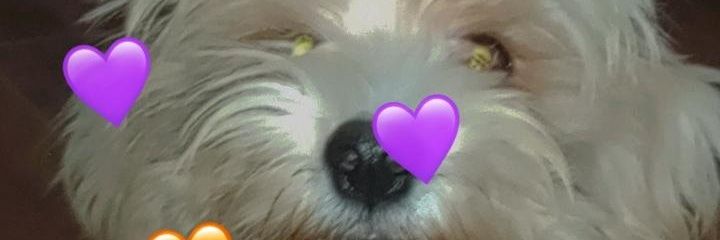 Paubrandann's profile banner image