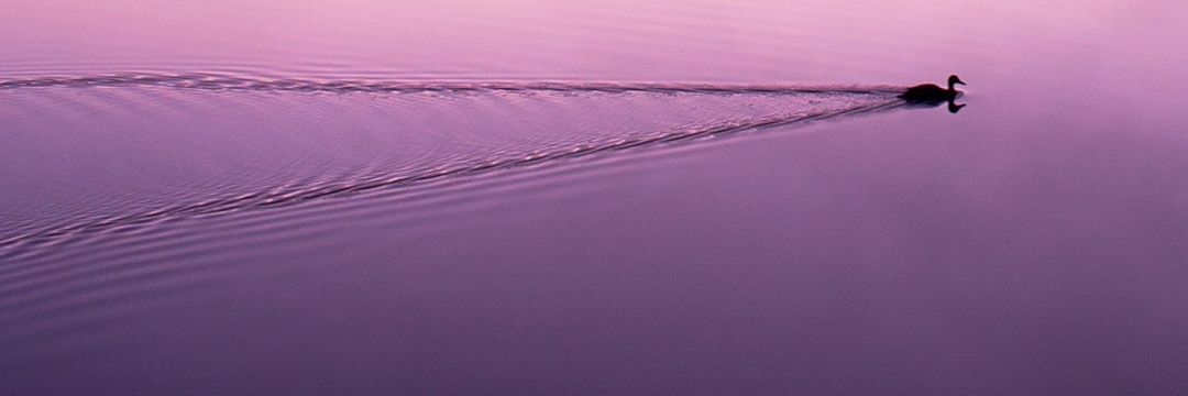 GavaneCage's profile banner image