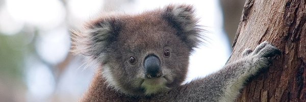 DarthYellow_lol Profile Banner