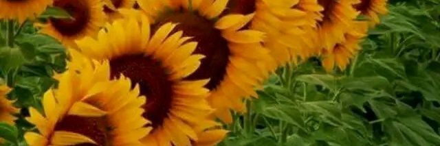 Shudos Queen of Alliteration 😁 🎶💃🌻😆❤📚👑 banner