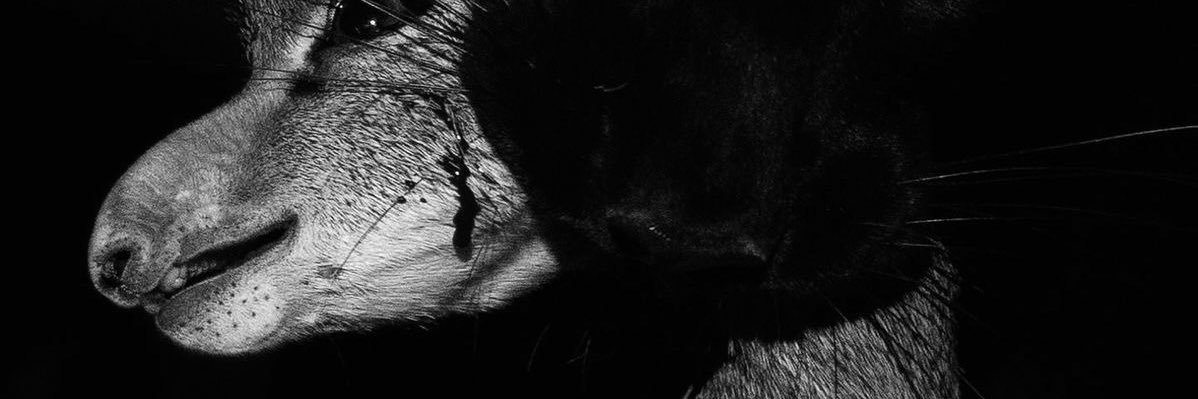 The_Licenseman's profile banner image