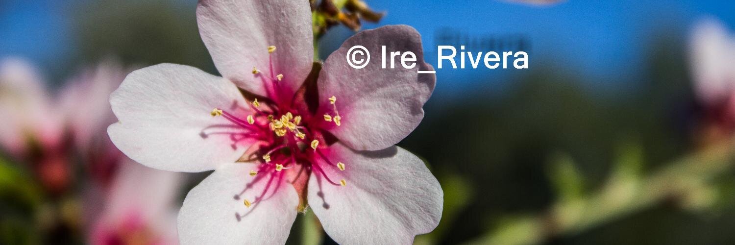 Ire_Rivera's profile banner image