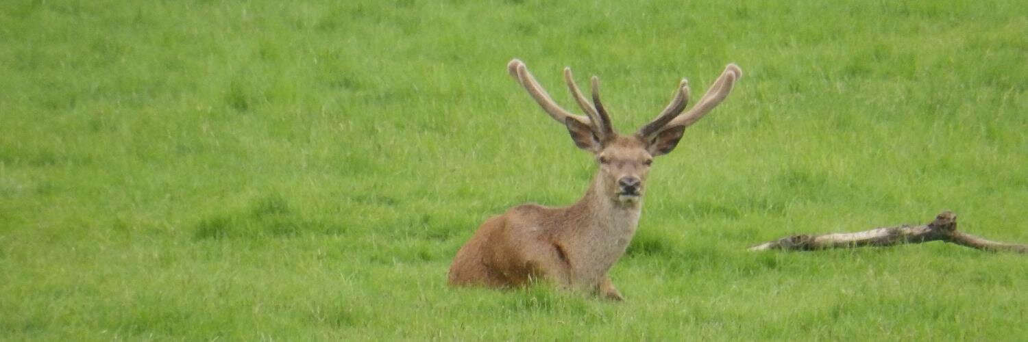 YorkshireDeer's profile banner image