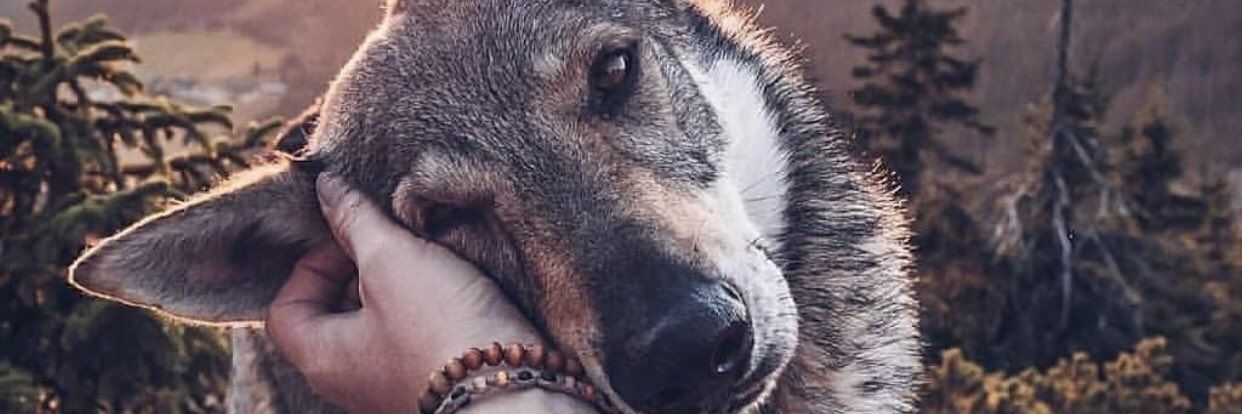 YeiPi🐺 banner