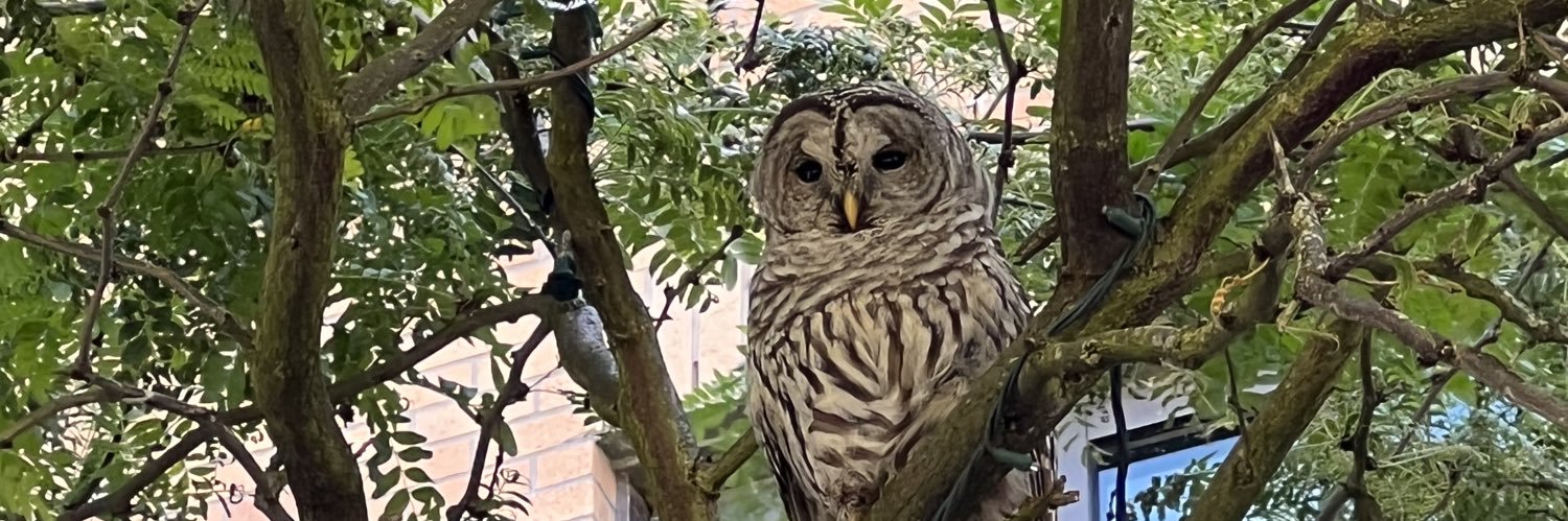 Just me. 🇨🇦 banner