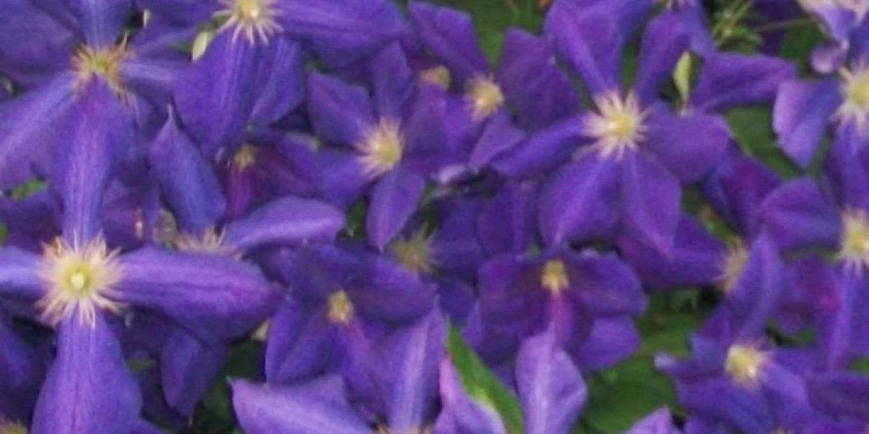 FeddersonRenee's profile banner image