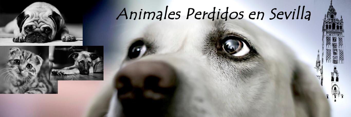 Perdidos en Sevilla banner
