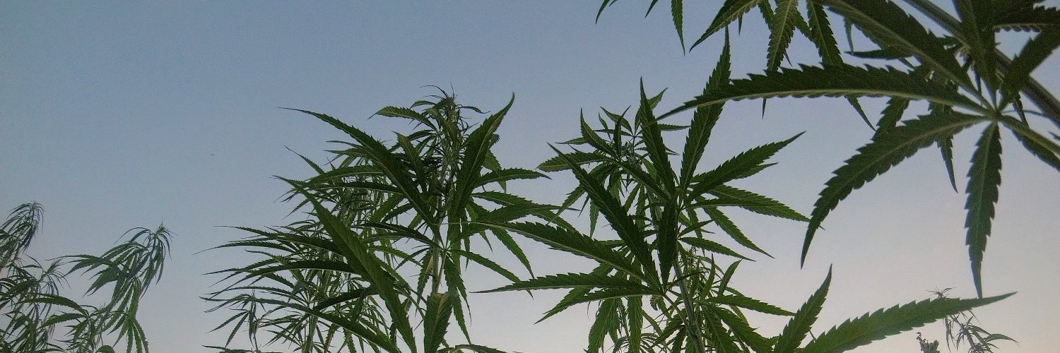 Daniel Davidzon banner