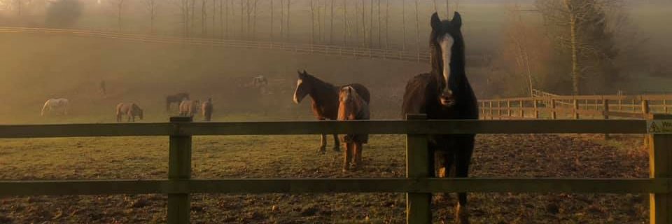horsetrust's profile banner image