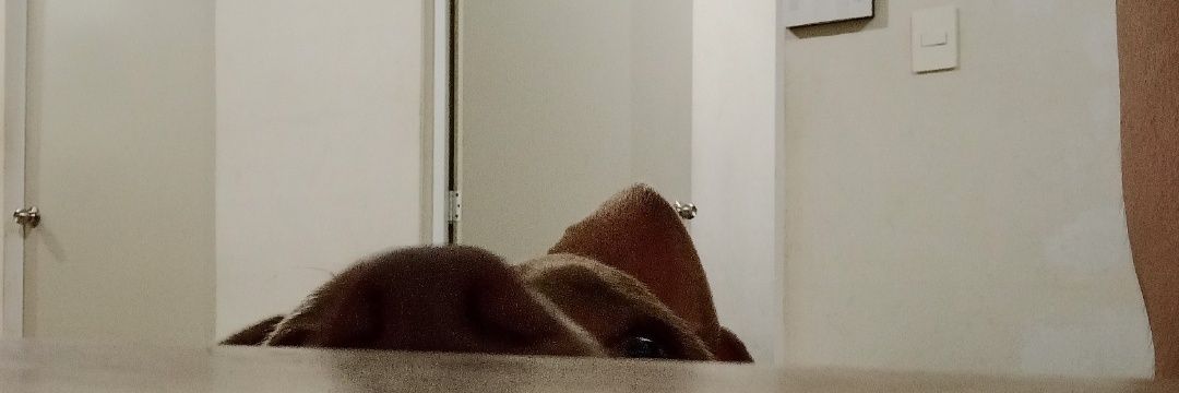 cevicheadom's profile banner image