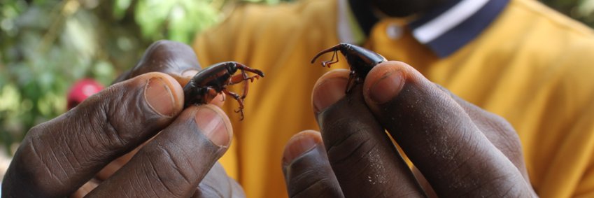 GREEiNSECT's profile banner image