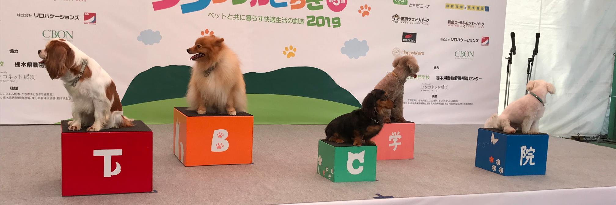 tbcpet's profile banner image