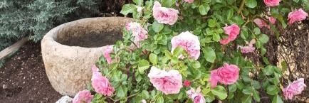 TERESA LILLO S/❤️ banner