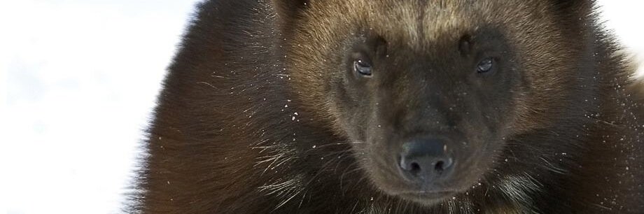 AltaWolverine's profile banner image