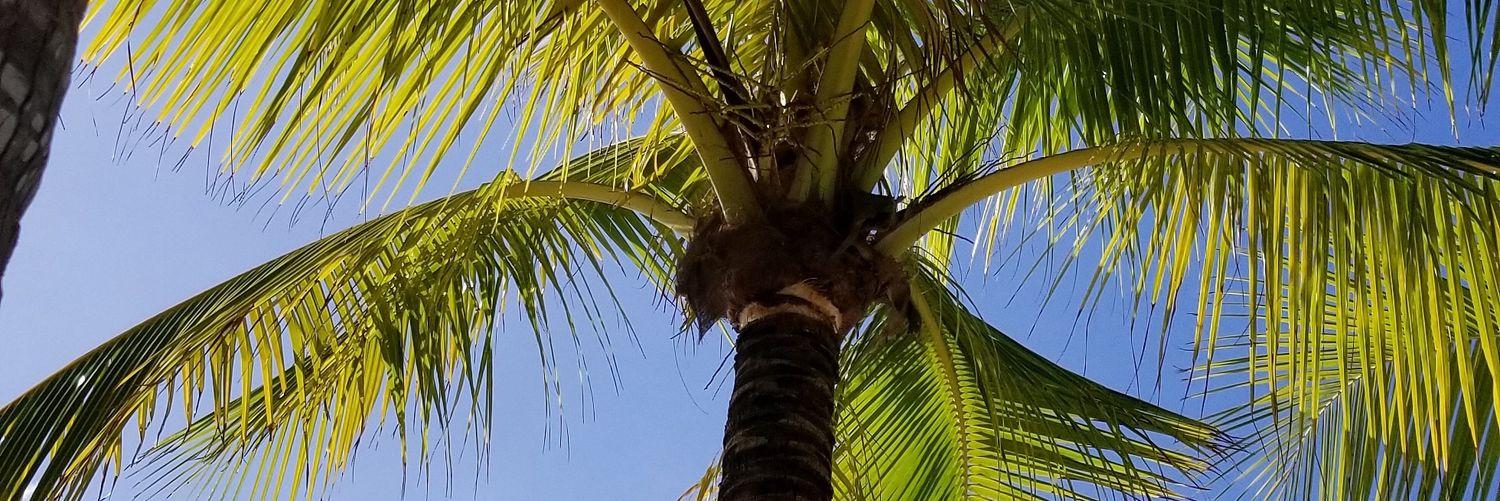 pbnjaybird's profile banner image