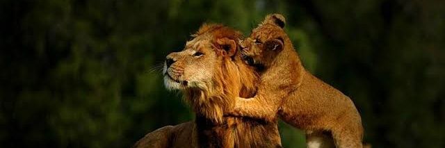 Guru Mwafriqa™ banner