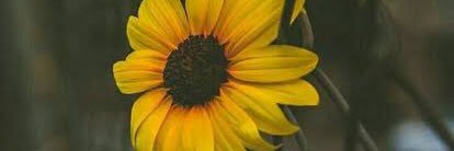 🌻 𝖘 𝖚 𝖓 𝖋 𝖑𝖔 𝖜 𝖊 𝖗 🌻 banner