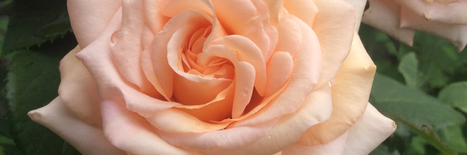 blk_spruce's profile banner image