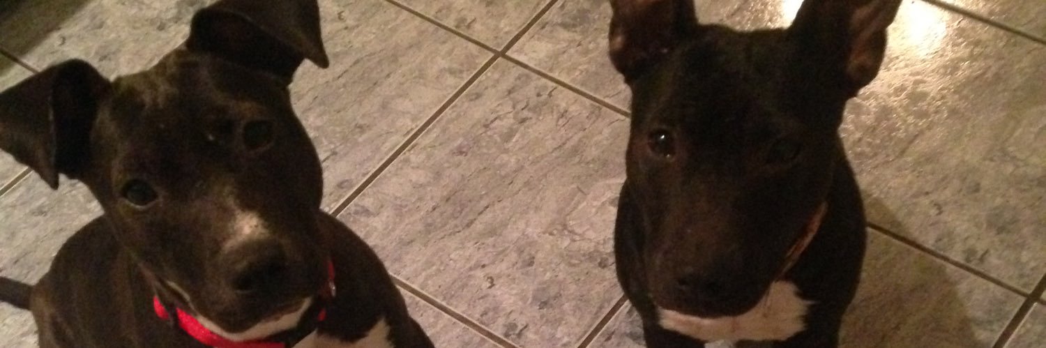 PetConcierge23's profile banner image