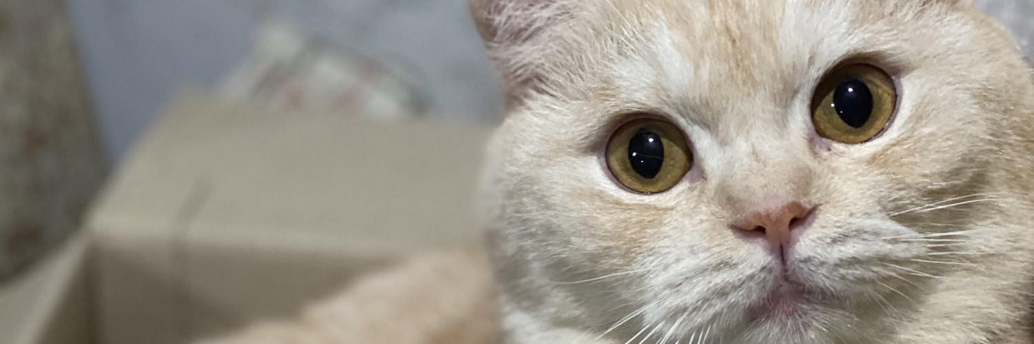 tintin_Lotin's profile banner image