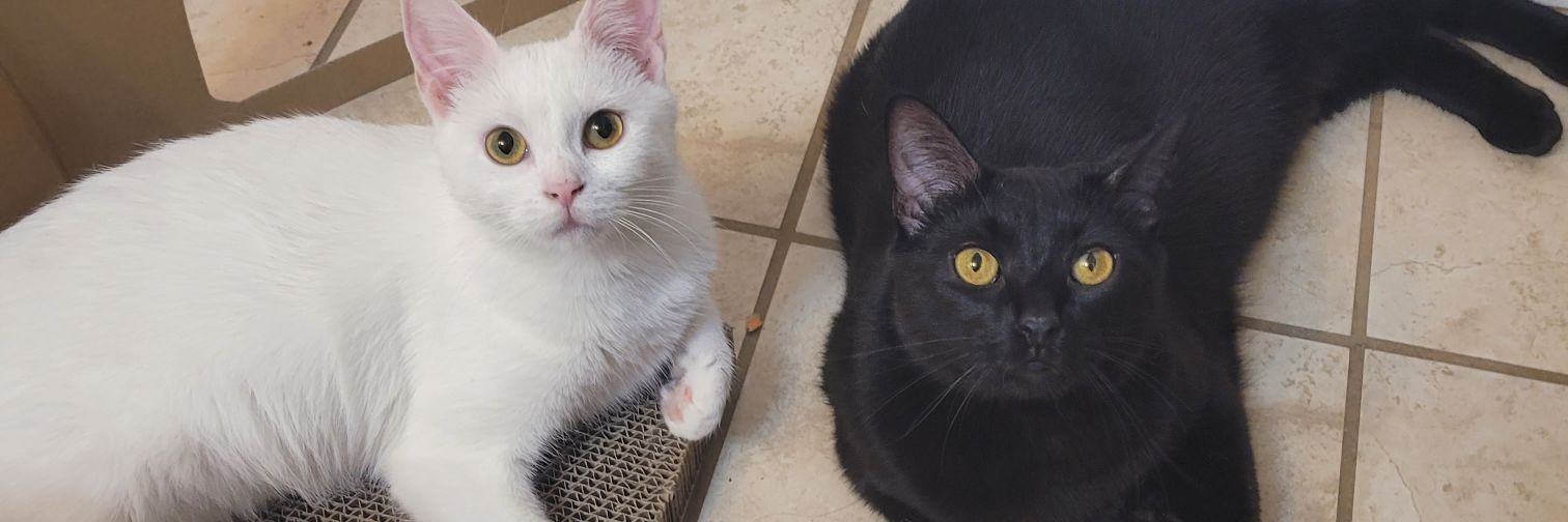 JamGoesOnToast's profile banner image
