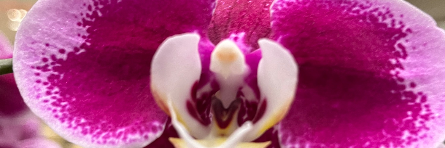 MICHELLADONNA banner