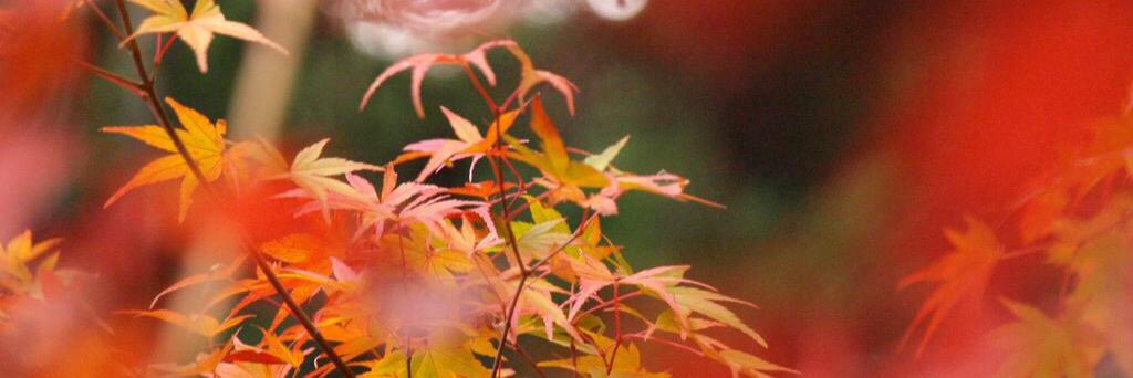 tsukigarasu's profile banner image