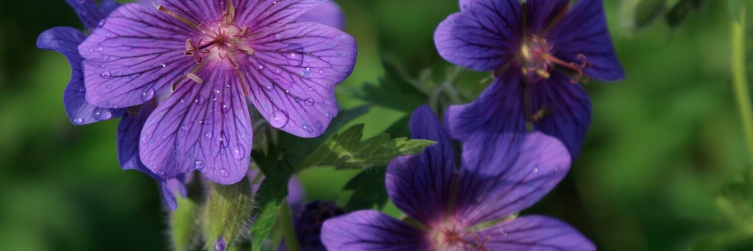 bolmin's profile banner image