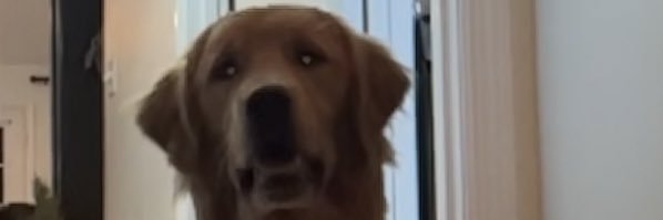 dysonbarksdale's profile banner image