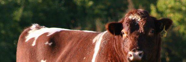 Russell Knight banner