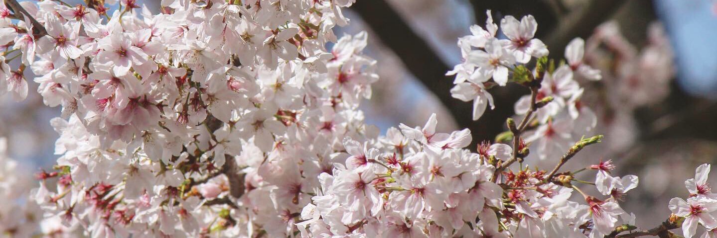 k40_line_f's profile banner image