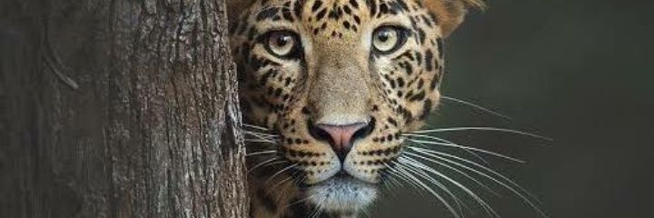 atuhaia's profile banner image
