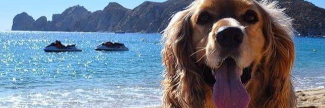 cockerjerry's profile banner image