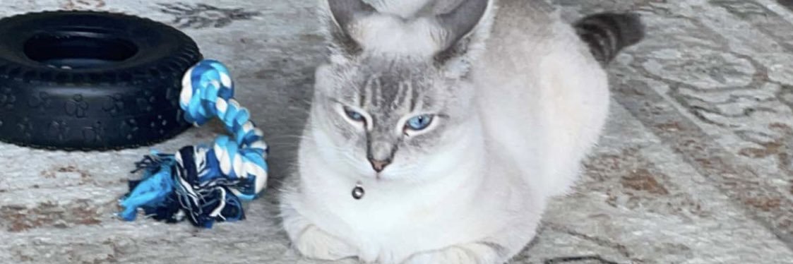 holy_schmidtt's profile banner image