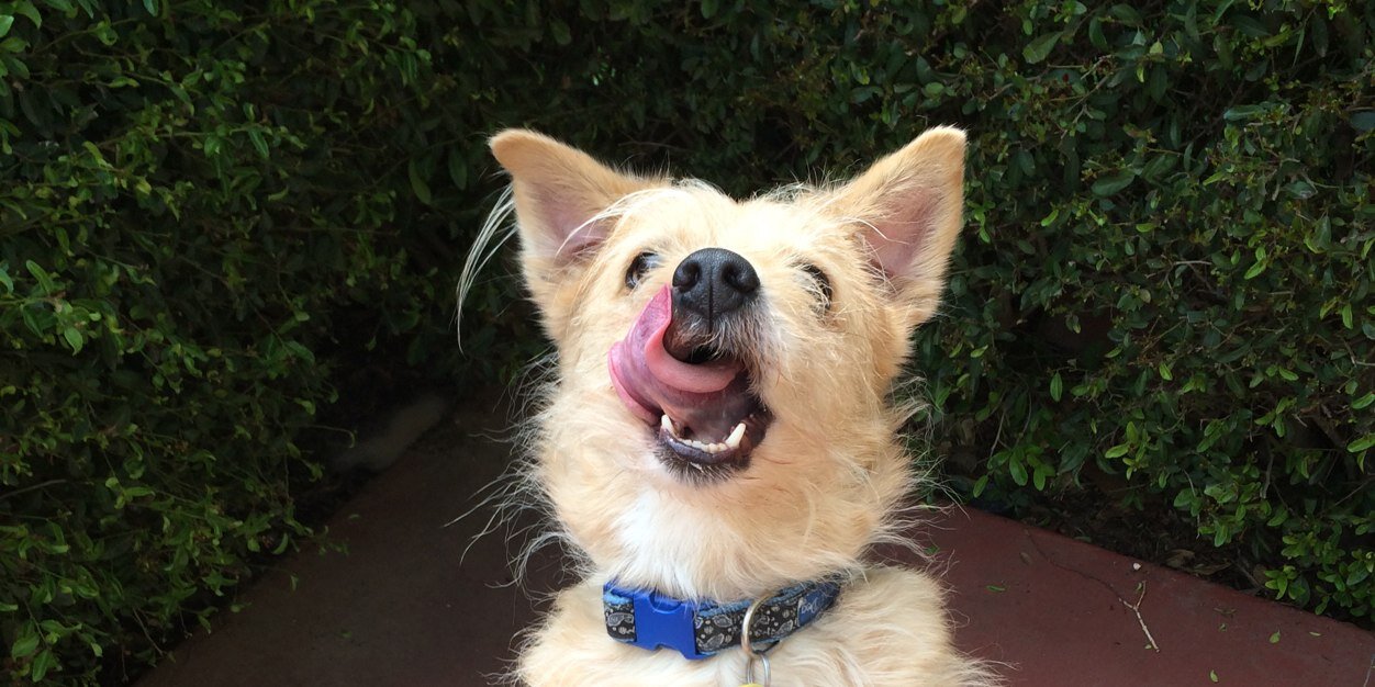 texaspups's profile banner image