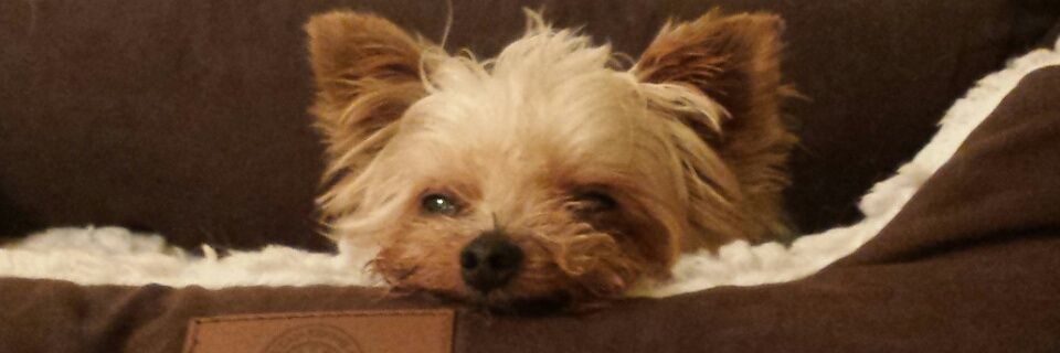 SilverFoxClaire's profile banner image