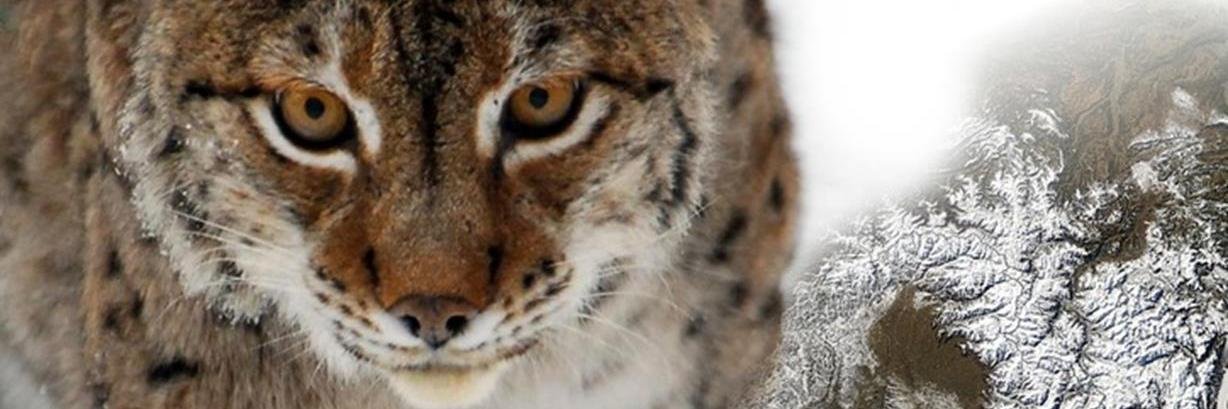 Remote Sensing in Ecology & Conservation banner