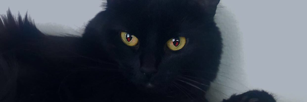 SaenzIssiah's profile banner image