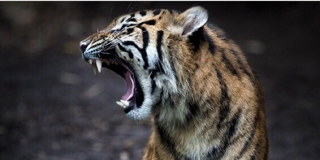 schhhabul's profile banner image