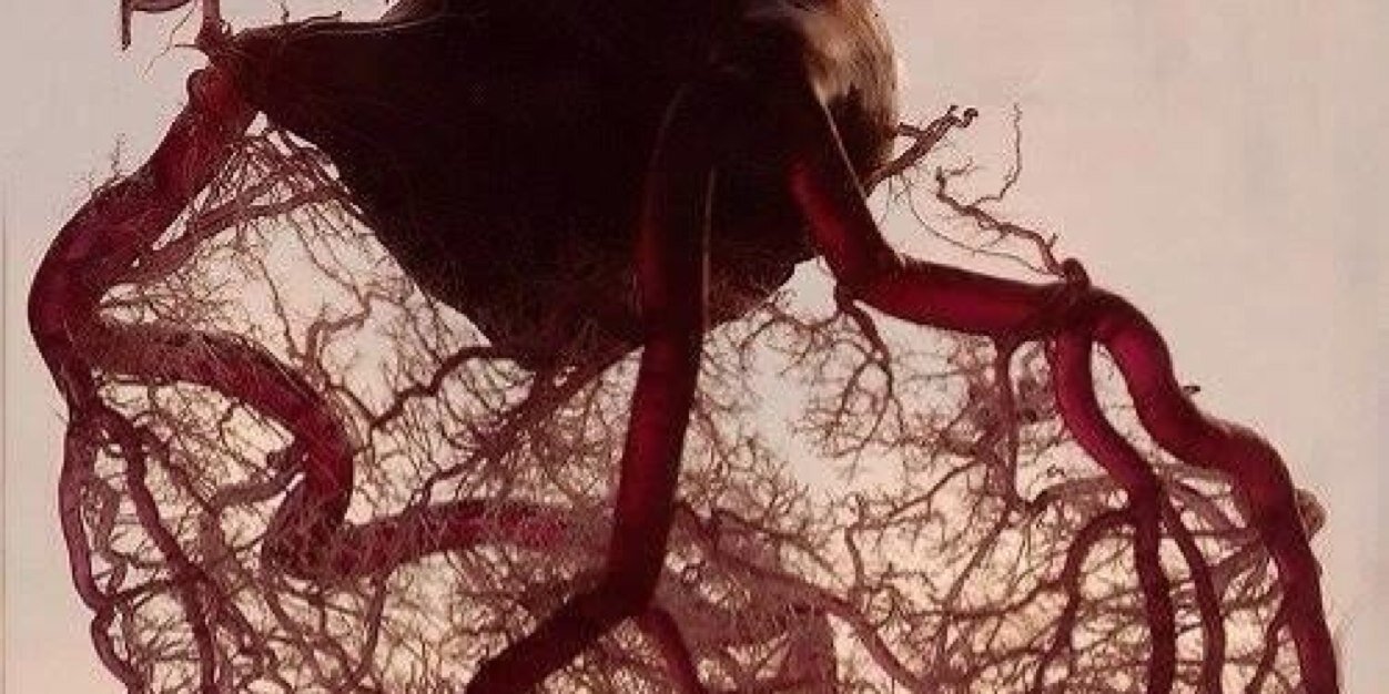 Matthew van Loo banner