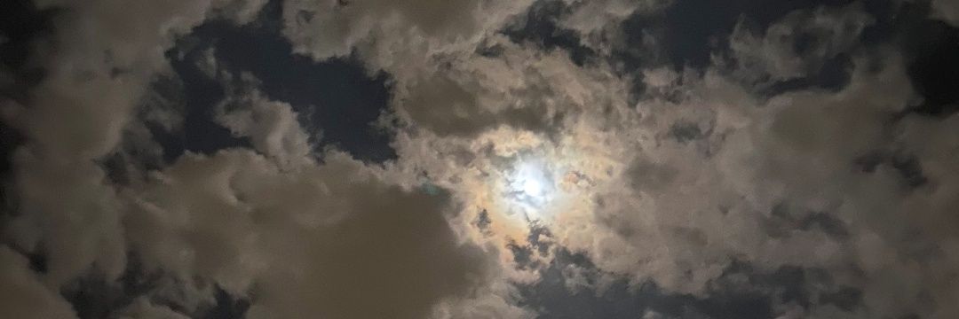 🌸. banner