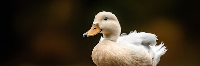 runslikeaduck banner
