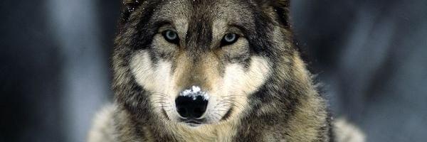 INGLOURIOUSwolf's profile banner image