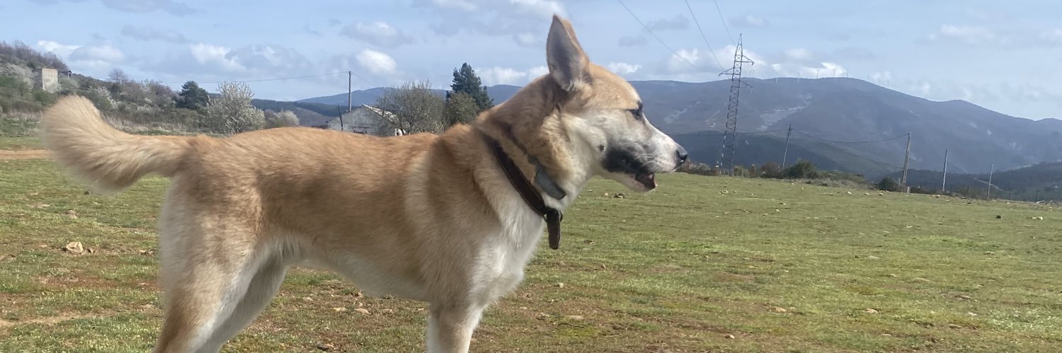 Cheeechuuux's profile banner image