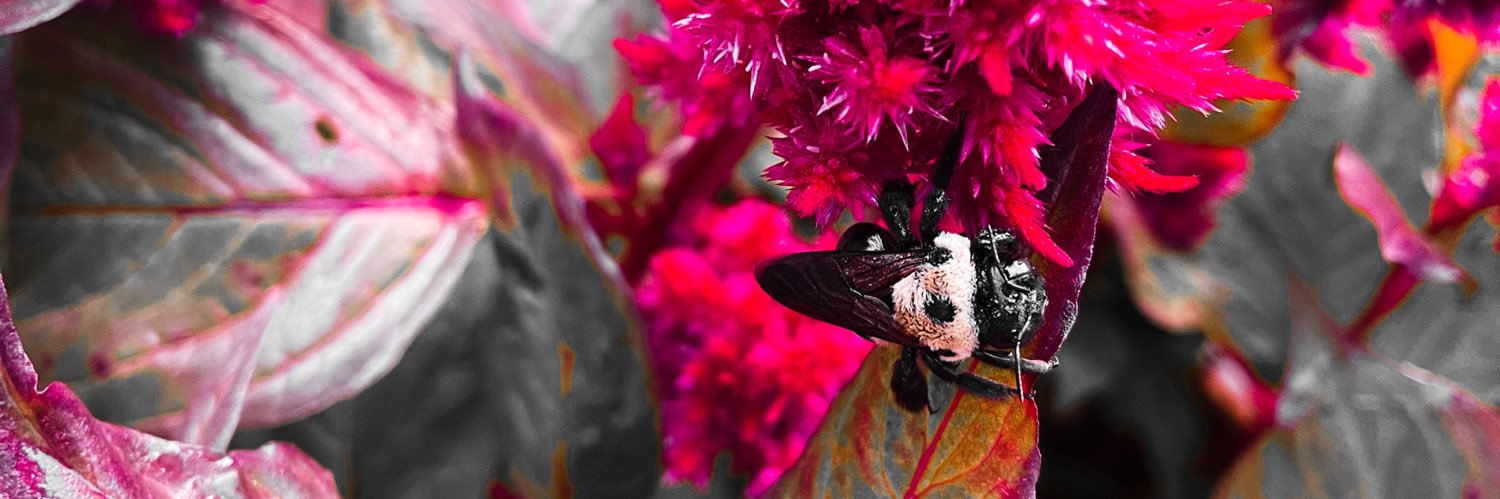 miccaterrell's profile banner image