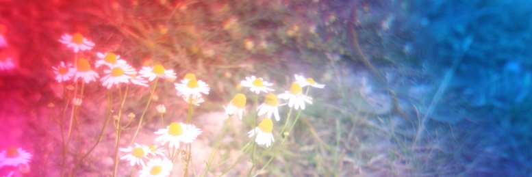 DaisyMcCorgray's profile banner image