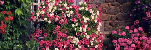 1008Esin's profile banner image