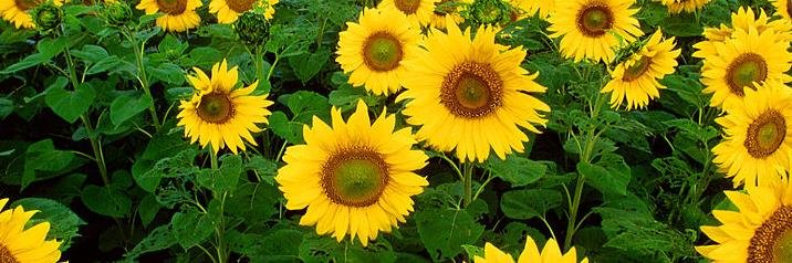 EccoRowling's profile banner image